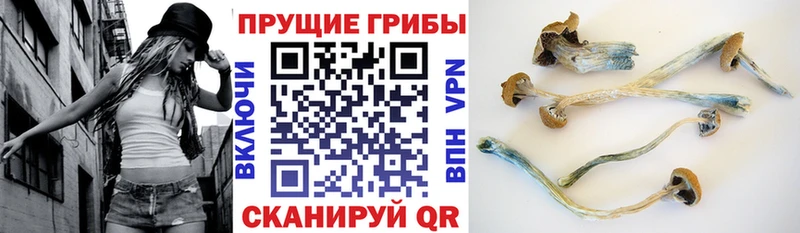 Купить где  Ангарск  Галлюциногенные грибы прущие грибы 